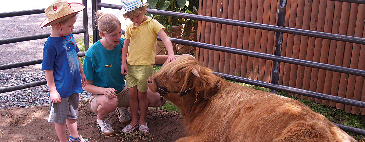 highland cow rocking horse